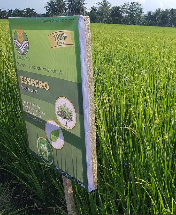 Ricefieldessegro